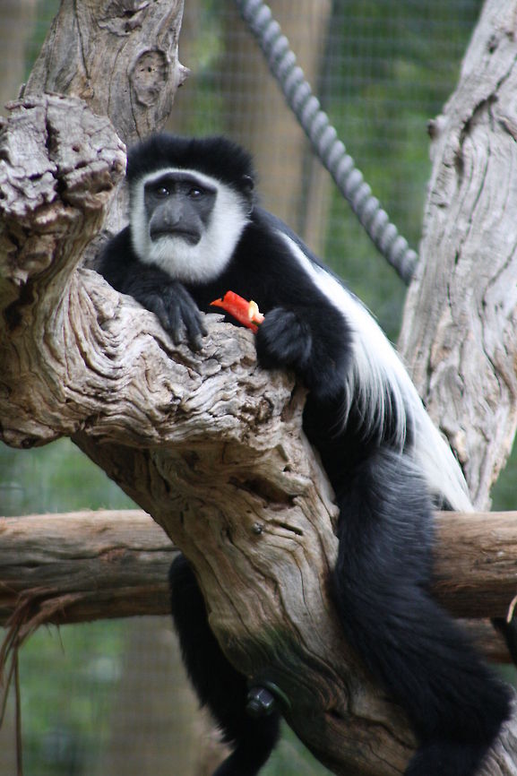 Black & White Colobus (Colobus guereza)  Colobus guereza,Mantled guereza