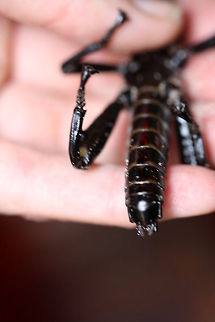 Lord Howe Island Stick Insect (Male)  Dryococelus australis
