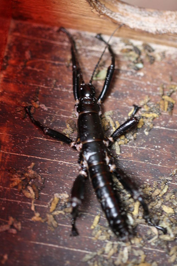 Lord Howe Island Stick Insect  Dryococelus australis