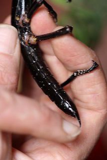Lord Howe Island Stick Insect (Female)  Dryococelus australis