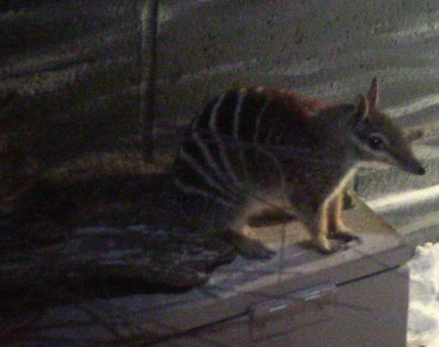 Numbat  Myrmecobius fasciatus,Numbat