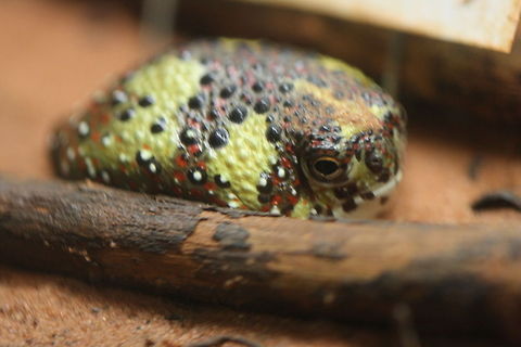 Crucifix Toad  Crucifix Toad,Notaden bennettii