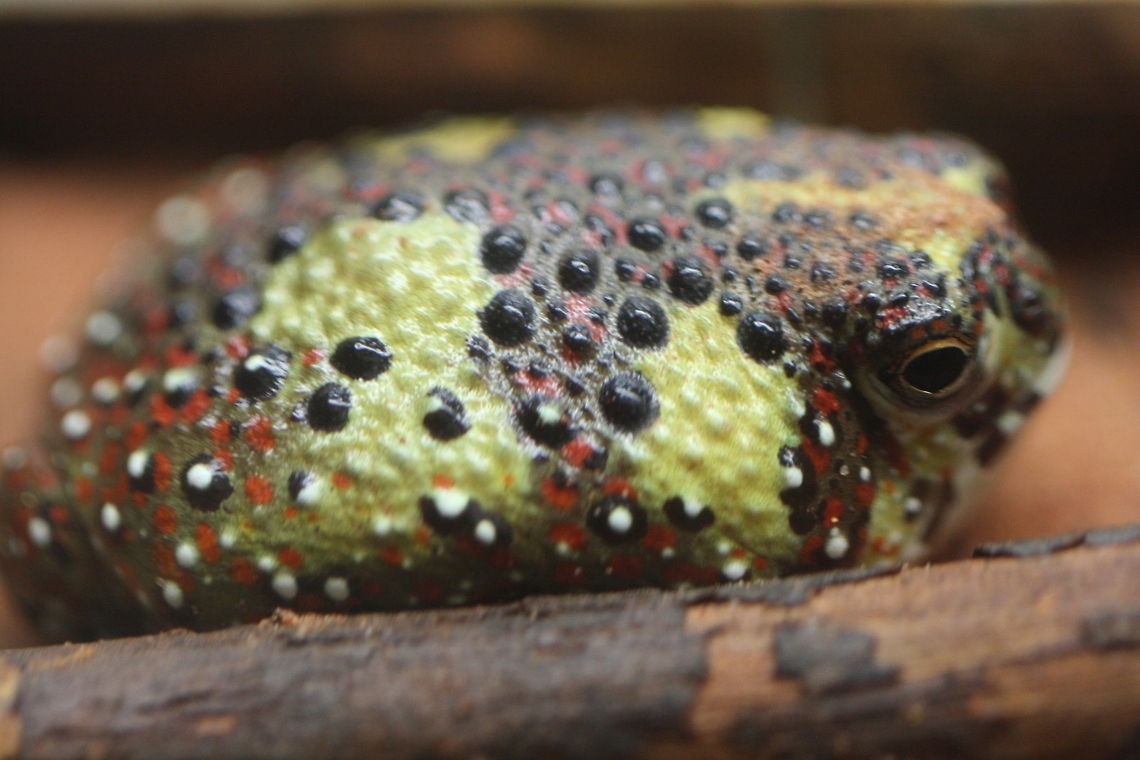 Crucifix  Toad  Crucifix Toad,Notaden bennettii