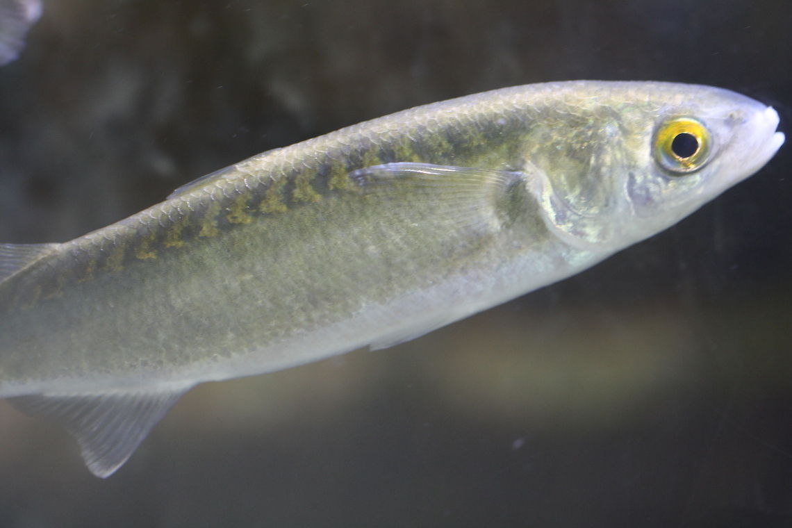 Yellow Eyed Mullet  Aldrichetta forsteri,Yellow-eye mullet