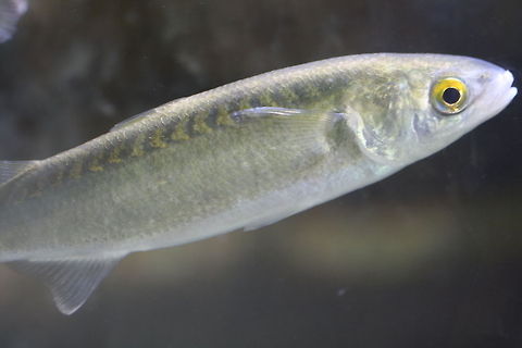 Yellow Eyed Mullet  Aldrichetta forsteri,Yellow-eye mullet