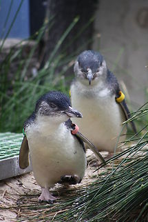 Little Penguin  Eudyptula minor,Fairy Penguin