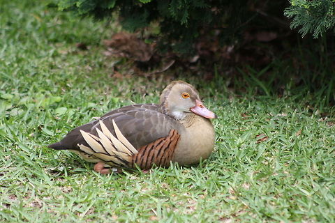 Plumed Whistling Duck  Dendrocygna eytoni,Plumed Whistling Duck