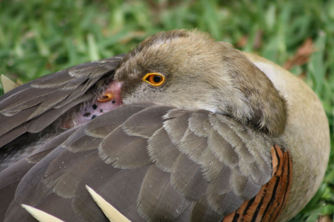 Plumed Whistling Duck  Dendrocygna eytoni,Plumed Whistling Duck