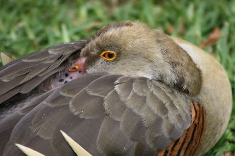 Plumed Whistling Duck  Dendrocygna eytoni,Plumed Whistling Duck