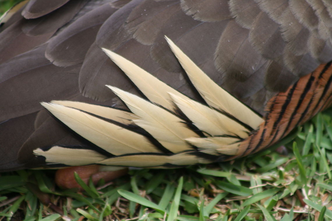 Plumed Whistling Duck  Dendrocygna eytoni,Plumed Whistling Duck