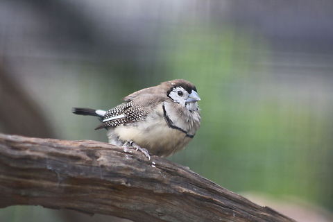 Double-barred Finch  Double-barred Finch,Taeniopygia bichenovii