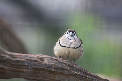 Double-barred Finch  Double-barred Finch,Taeniopygia bichenovii