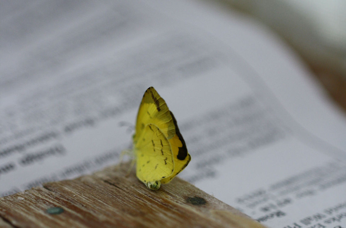 Common Grass Yellow  Common Grass Yellow,Eurema hecabe