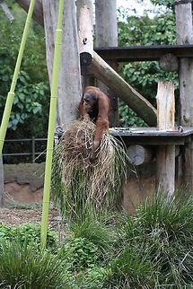 Gardening Orang style  Pongo abelii,Sumatran orangutan