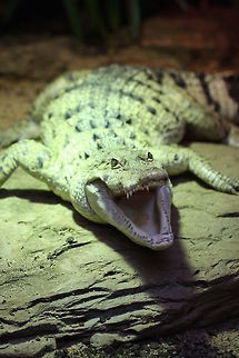 Philippine Crocodile  Crocodylus mindorensis,Philippine Crocodile