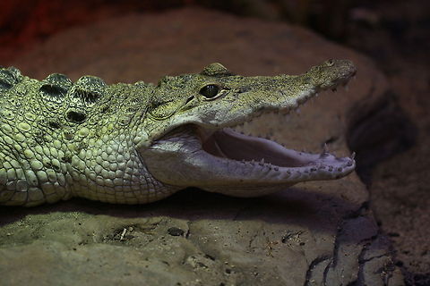 Philippine Crocodile  Crocodylus mindorensis,Philippine Crocodile