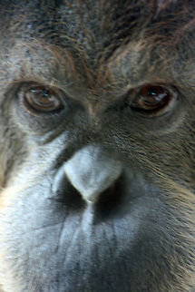 Sumatran Orang  Pongo abelii,Sumatran orangutan