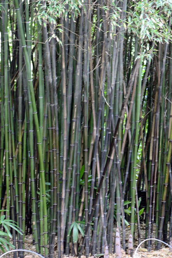 Black Bamboo  Phyllostachys nigra
