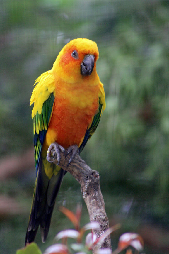 Sun Conure  Aratinga solstitialis,Sun Parakeet