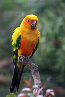 Sun Conure  Aratinga solstitialis,Sun Parakeet
