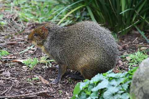 Agouti  Brazilian Agouti,Dasyprocta leporina