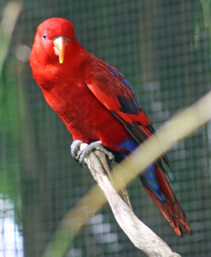 Red Lory  Eos bornea or Eos rubra,Red Lory