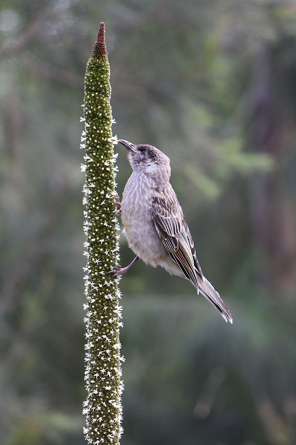 Little Wattlebird  Anthochaera chrysoptera,Little Wattlebird