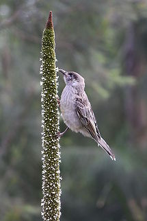 Little Wattlebird  Anthochaera chrysoptera,Little Wattlebird