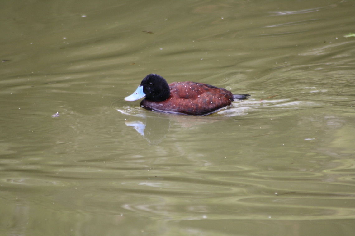 Blue Billed Duck  Blue-billed Duck,Oxyura australis
