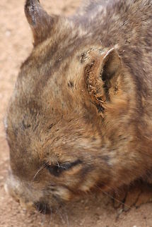 Southern Hairy Nose Wombat  Lasiorhinus latifrons,Southern hairy-nosed wombat