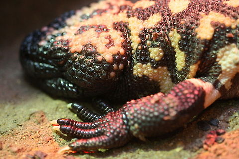 Gila Monster  Gila Monster,Heloderma suspectum