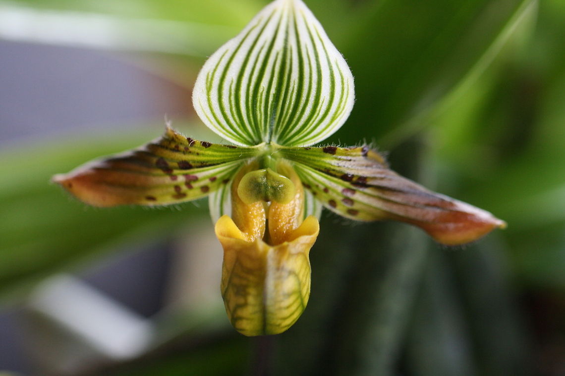 Slipper Orchid  Paphiopedilum venustum
