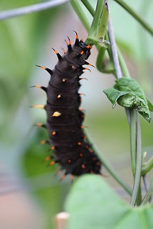 Cairns Birdwing Caterpillar  Australia,Cairns Birdwing,Ornithoptera euphorion