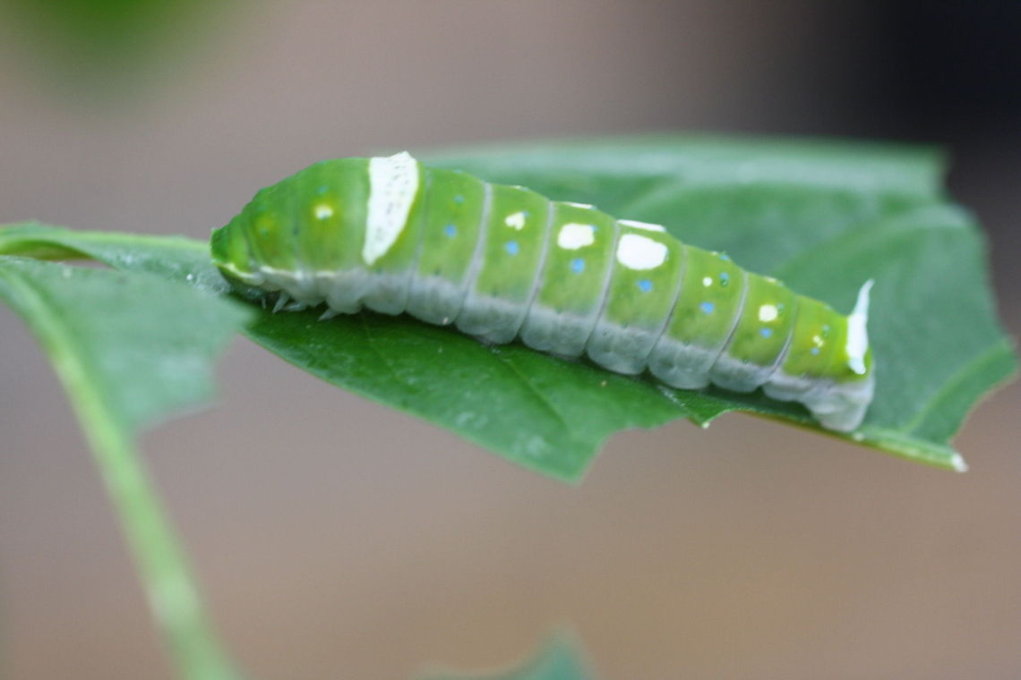Ulysses Butterfly Catipiller  Papilio ulysses,Ulysses butterfly