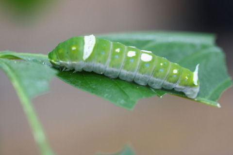 Ulysses Butterfly Catipiller  Papilio ulysses,Ulysses butterfly
