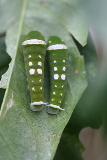 Ulysses Butterfly Caterpillar  Papilio ulysses,Ulysses butterfly