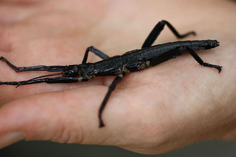 Lord Howe Island Stick Insect (Male)  Dryococelus australis,Lord Howe Island stick insect