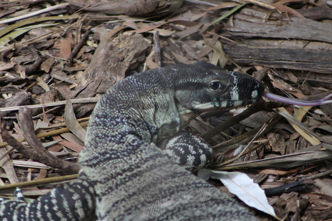 Lace Monitor (Female) Monitor unlike other lizards has a forked tongue. They live in semi-arid to humid forests, open woodlands, tablelands and slopes in eastern Australia from Qld through NSW, Victoria and SA. They will feed on carcasses, they can become pests around chicken coups and campgrounds. Lace monitor,Varanus varius