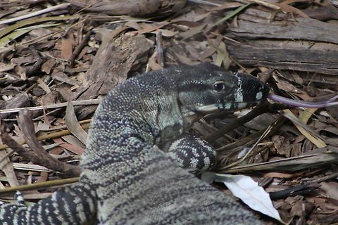 Lace Monitor (Female) Monitor unlike other lizards has a forked tongue. They live in semi-arid to humid forests, open woodlands, tablelands and slopes in eastern Australia from Qld through NSW, Victoria and SA. They will feed on carcasses, they can become pests around chicken coups and campgrounds. Lace monitor,Varanus varius