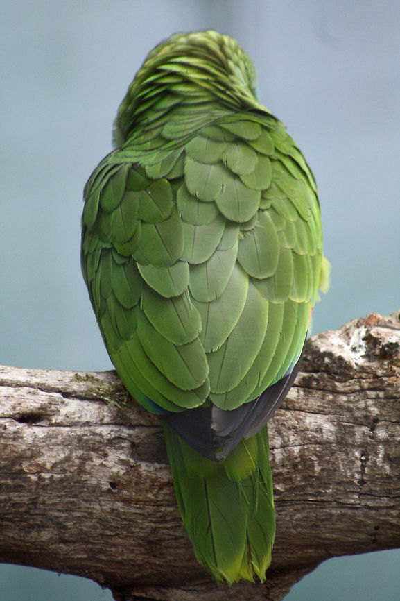 Blue Fronted Parrot (Amazona_aestiva)  Amazona aestiva,Blue-fronted Amazon