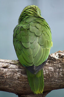 Blue Fronted Parrot (Amazona_aestiva)  Amazona aestiva,Blue-fronted Amazon