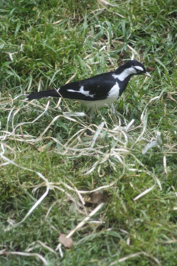 Magpie Lark  Grallina cyanoleuca,Magpie-lark