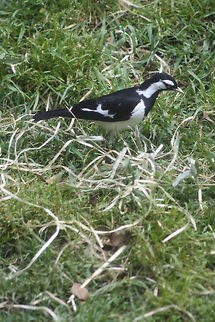 Magpie Lark  Grallina cyanoleuca,Magpie-lark