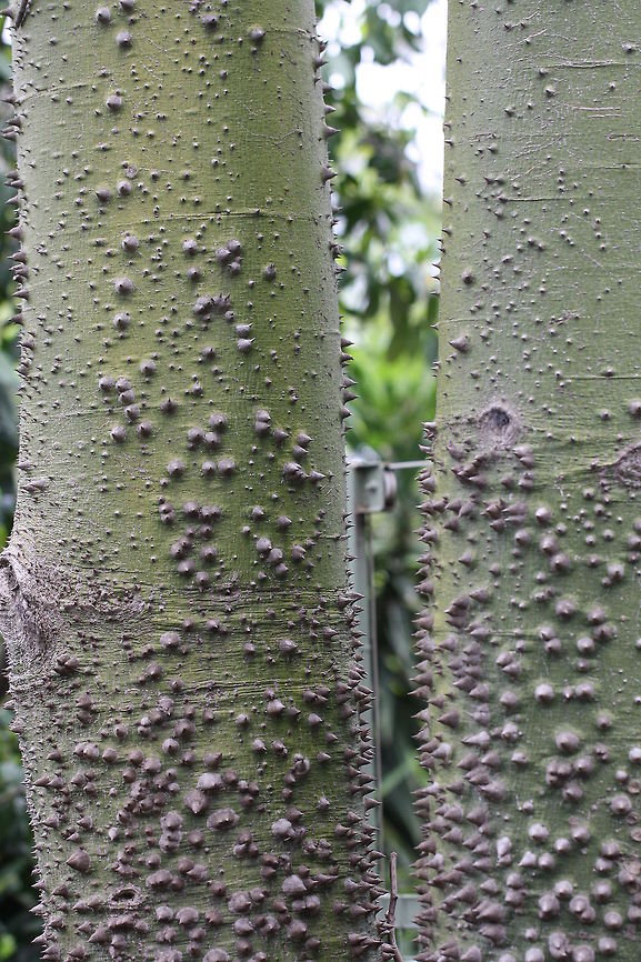 Silk Floss Tree  Ceiba speciosa,Silk Floss tree