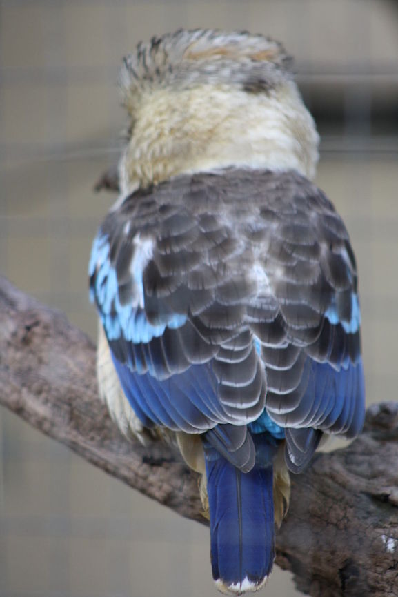 Blue-winged Kokaburra  Blue-winged Kookaburra,Dacelo leachii