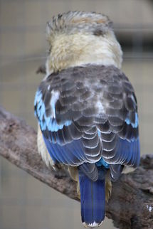 Blue-winged Kokaburra  Blue-winged Kookaburra,Dacelo leachii
