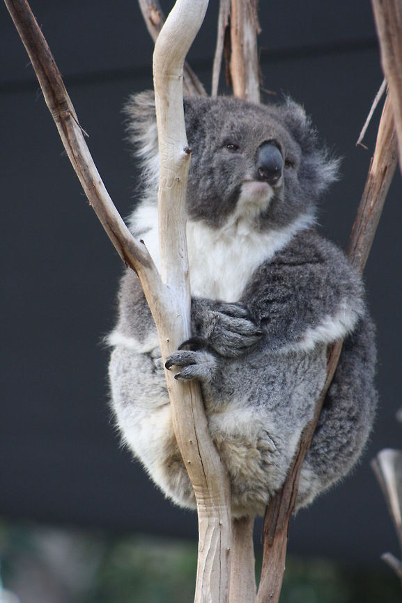 Koala  Koala,Phascolarctos cinereus