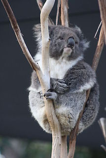 Koala  Koala,Phascolarctos cinereus