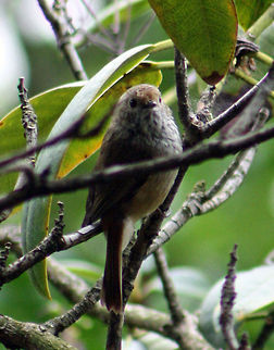 Jacky Winter  Jacky Winter,Microeca fascinans