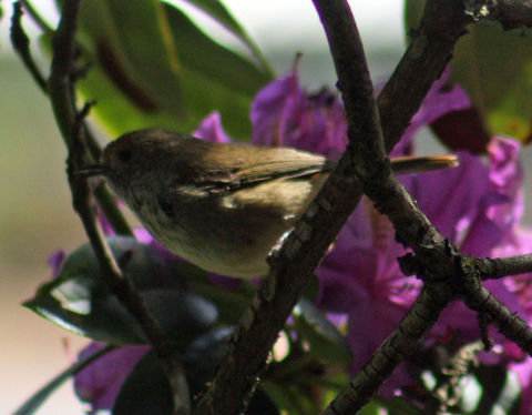 Jacky Winter  Jacky Winter,Microeca fascinans